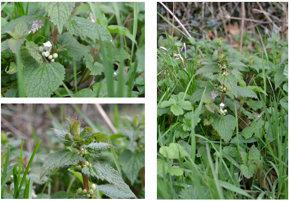 Annexe Ortie_blanche.png