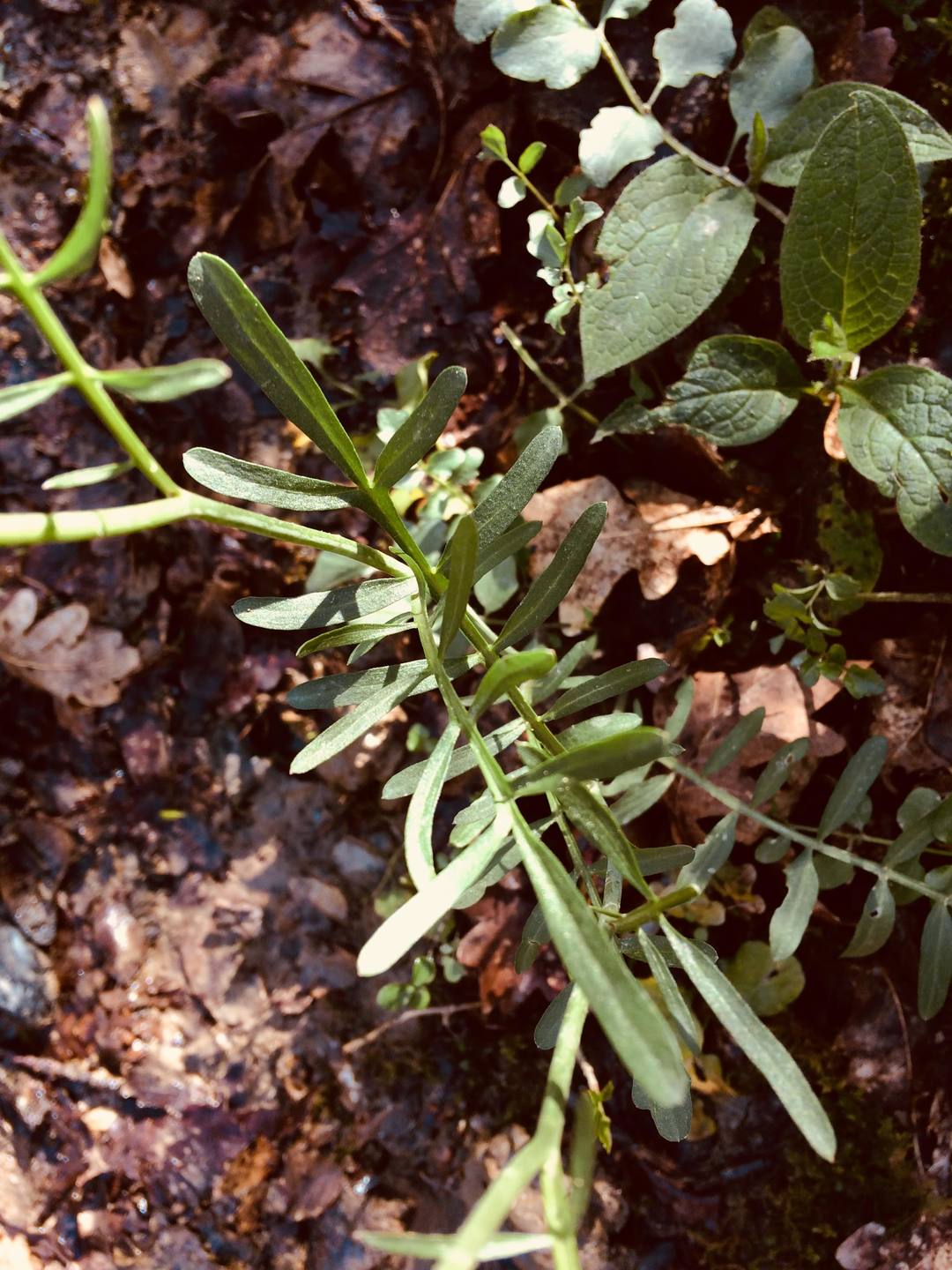 Annexe IMG_3395-min.JPG