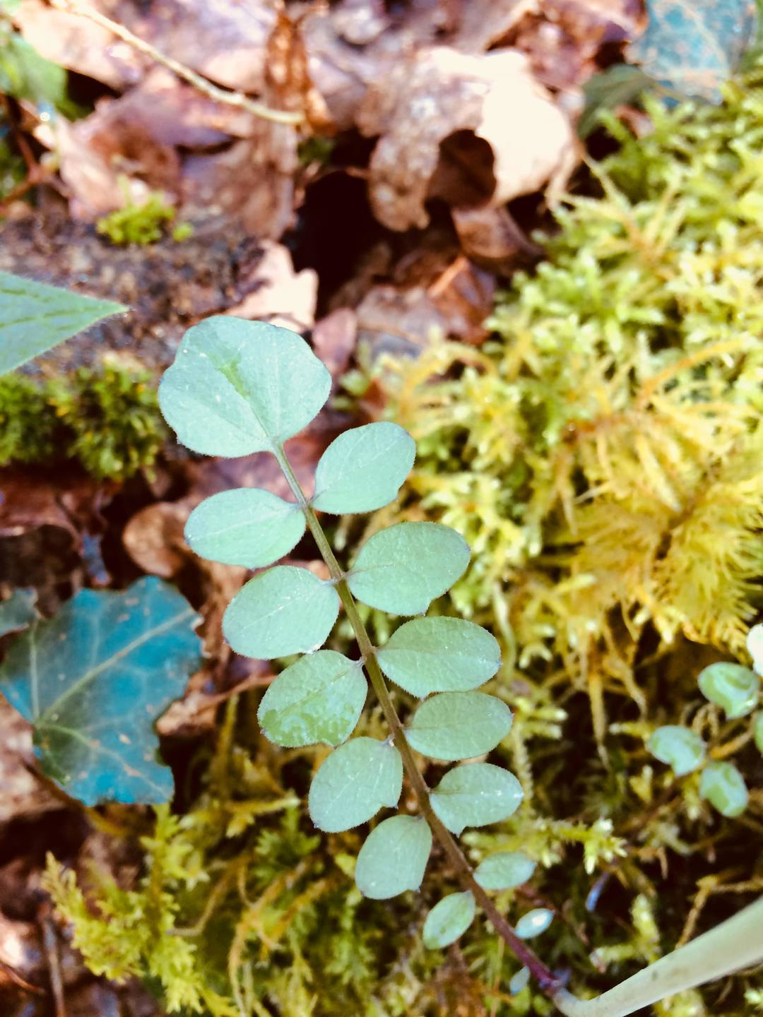 Annexe IMG_3396-min.JPG