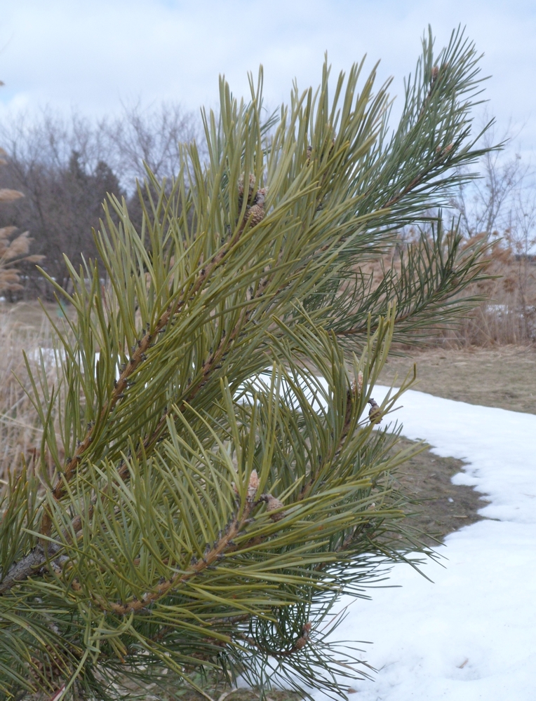 Annexe PinAiguille.JPG