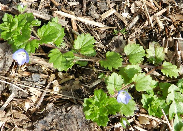 Annexe fe ovales en forme de coeur fortement dentées.jpg