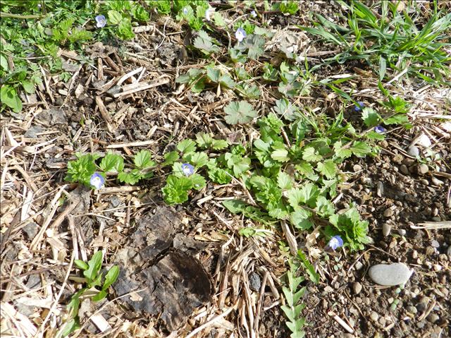 Annexe tige longue couchée.JPG