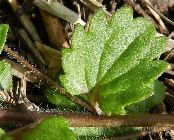 Annexe tige velue poils longs étalés et courts crépus.JPG