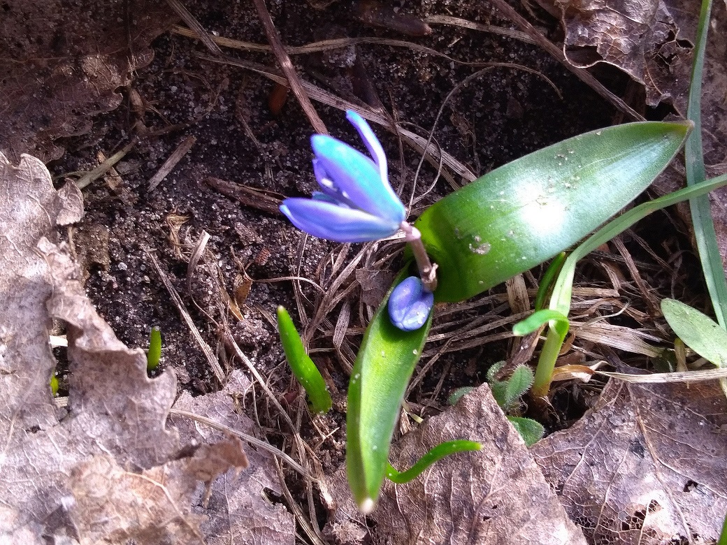 Annexe P_20180401_163400 T.jpg