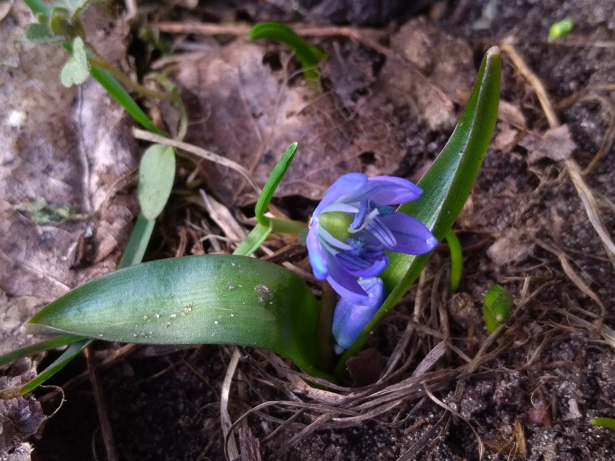 Annexe P_20180401_163549 t.jpg