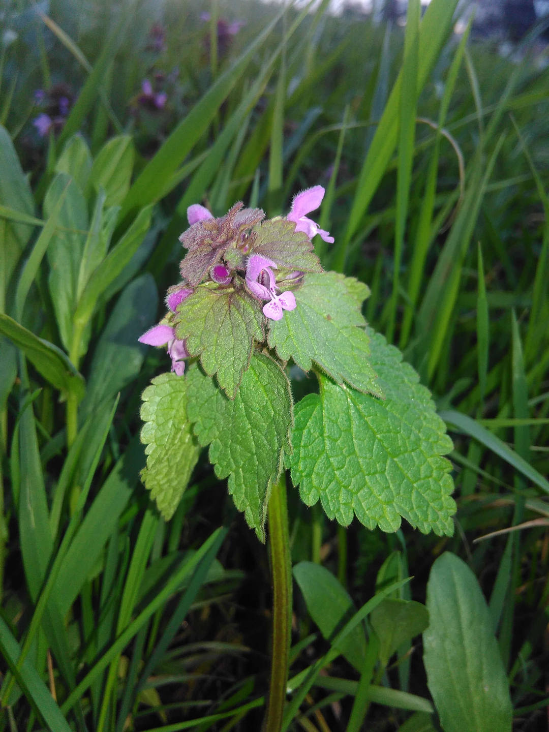 Annexe IMG_20180401_195048.jpg