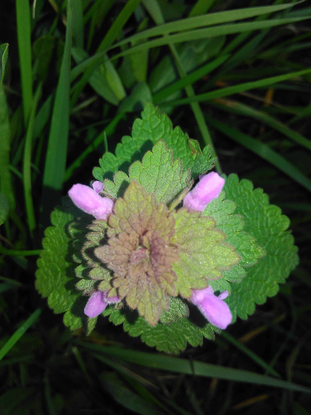 Annexe IMG_20180401_195241.jpg