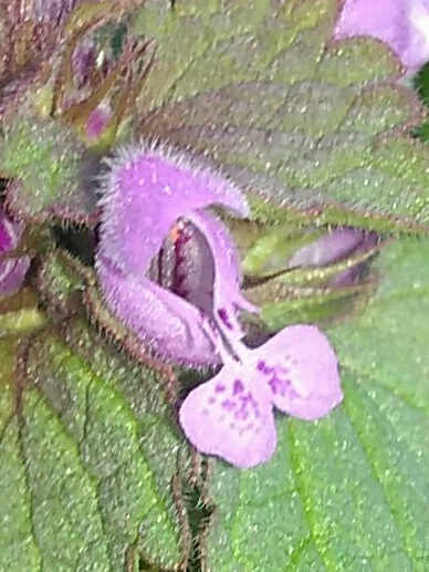 Annexe IMG_20180401_210331.jpg