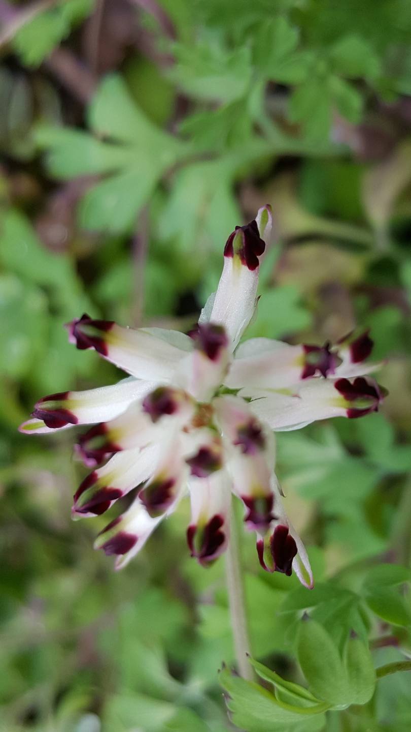 Annexe 20180328_165643.jpg