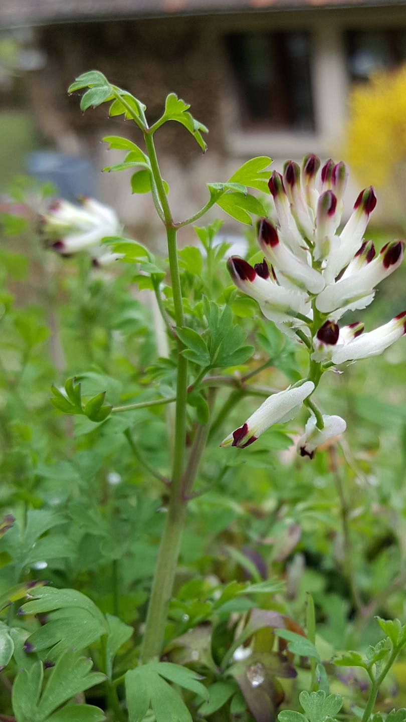 Annexe 20180328_165652.jpg