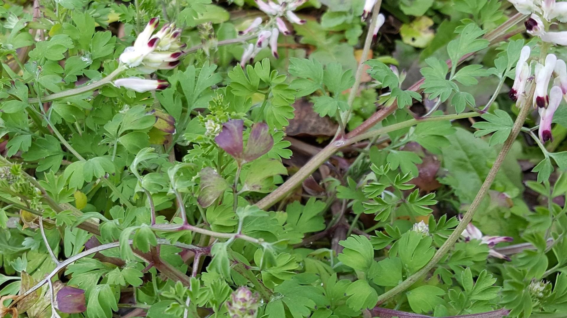 Annexe 20180328_165746.jpg