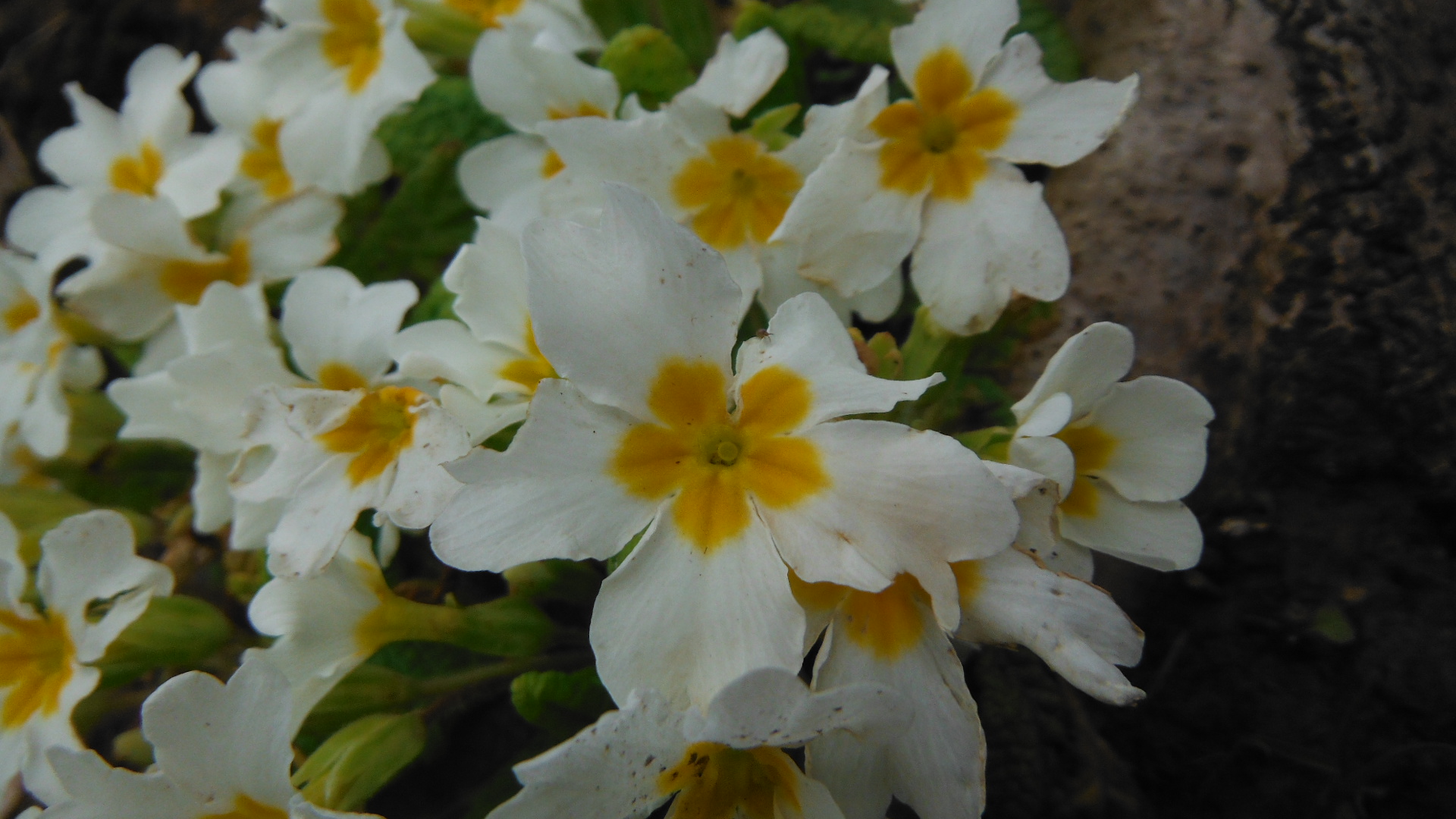 Annexe gros plan sur la fleur.JPG