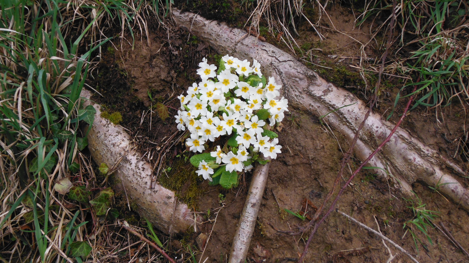 Annexe vue densemble primevère.JPG