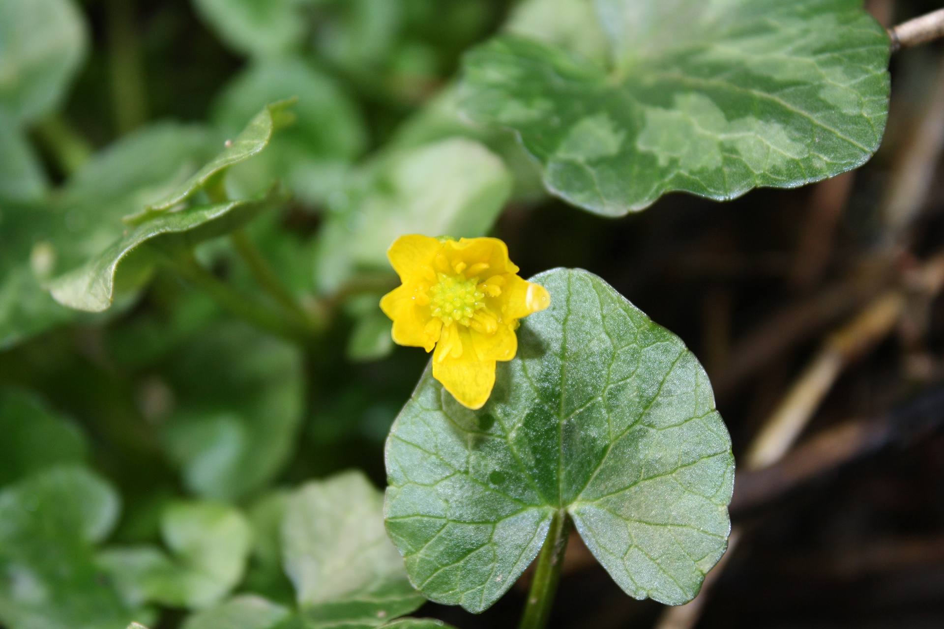 Annexe REDIM 2 IMG_1441.jpg