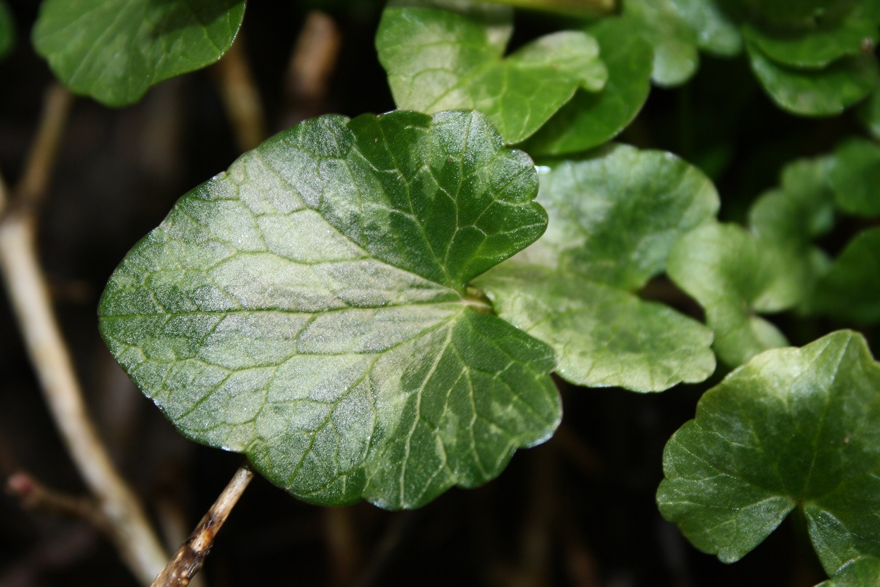 Annexe REDIM IMG_1442.jpg