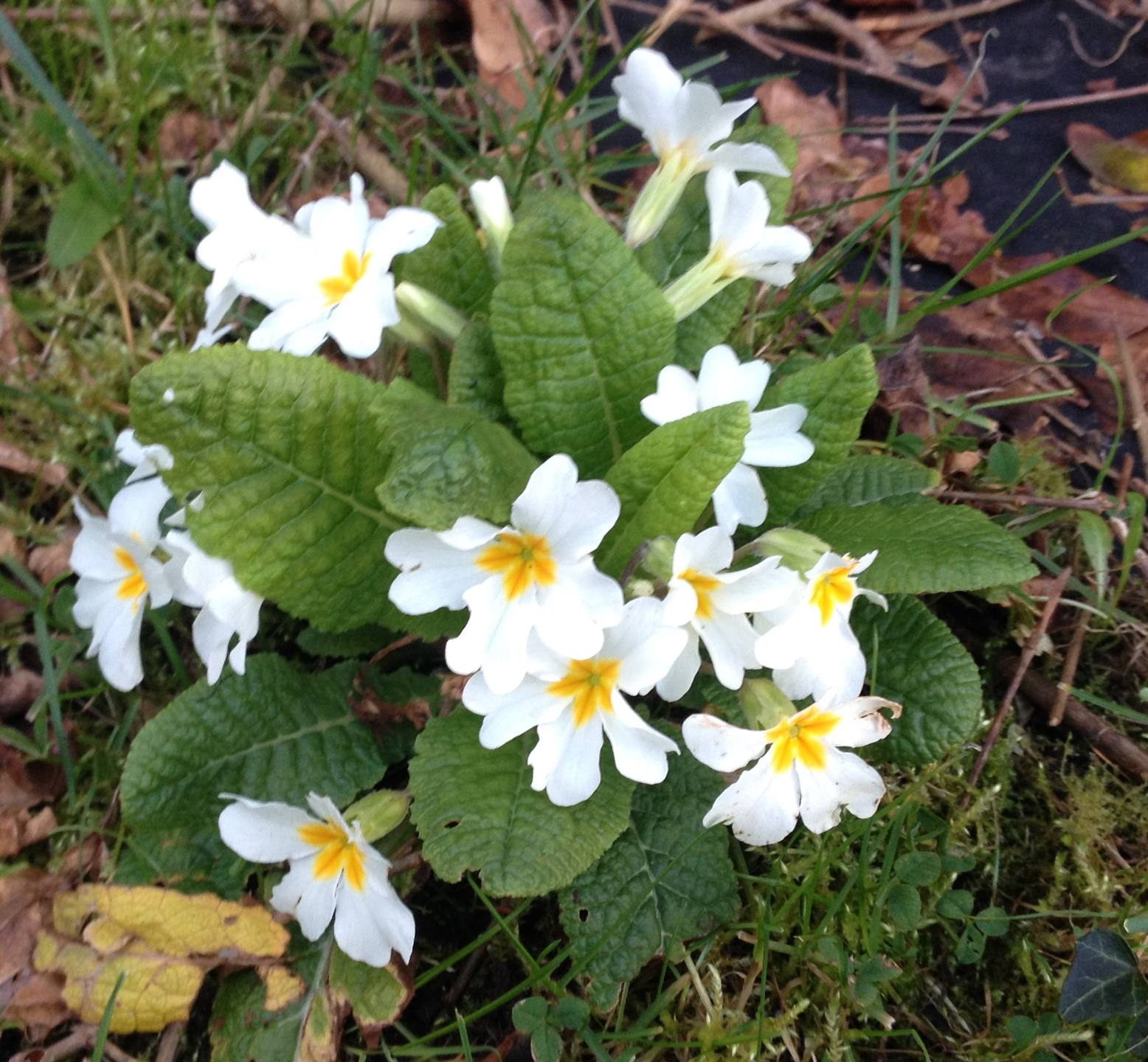 Annexe IMG_4571bis.jpg