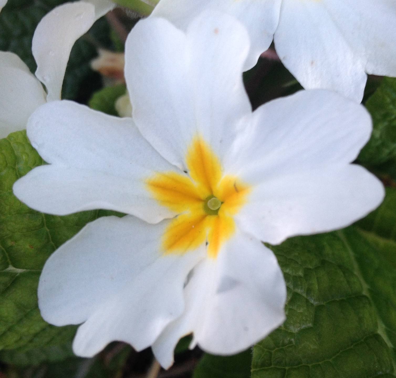 Annexe IMG_4573bis.jpg