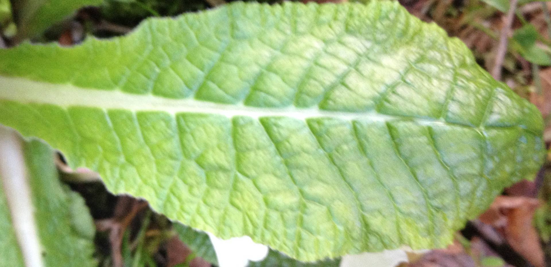 Annexe IMG_4574bis.jpg