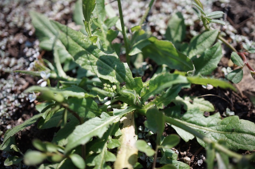 Annexe Capture d’écran 2018-04-01 à 22.28.18.jpg