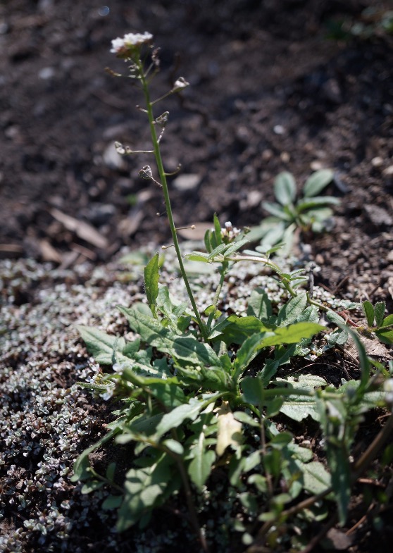 Annexe Capture d’écran 2018-04-01 à 22.28.37.jpg