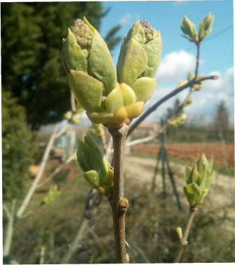 Annexe 20180401_231110_2141459666.png