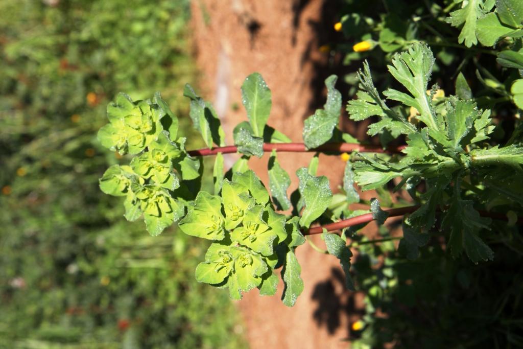 Annexe c 180329 Euphorbia helioscopa 02.JPG