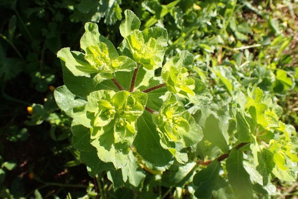 Annexe c 180329 Euphorbia helioscopa O 01.JPG
