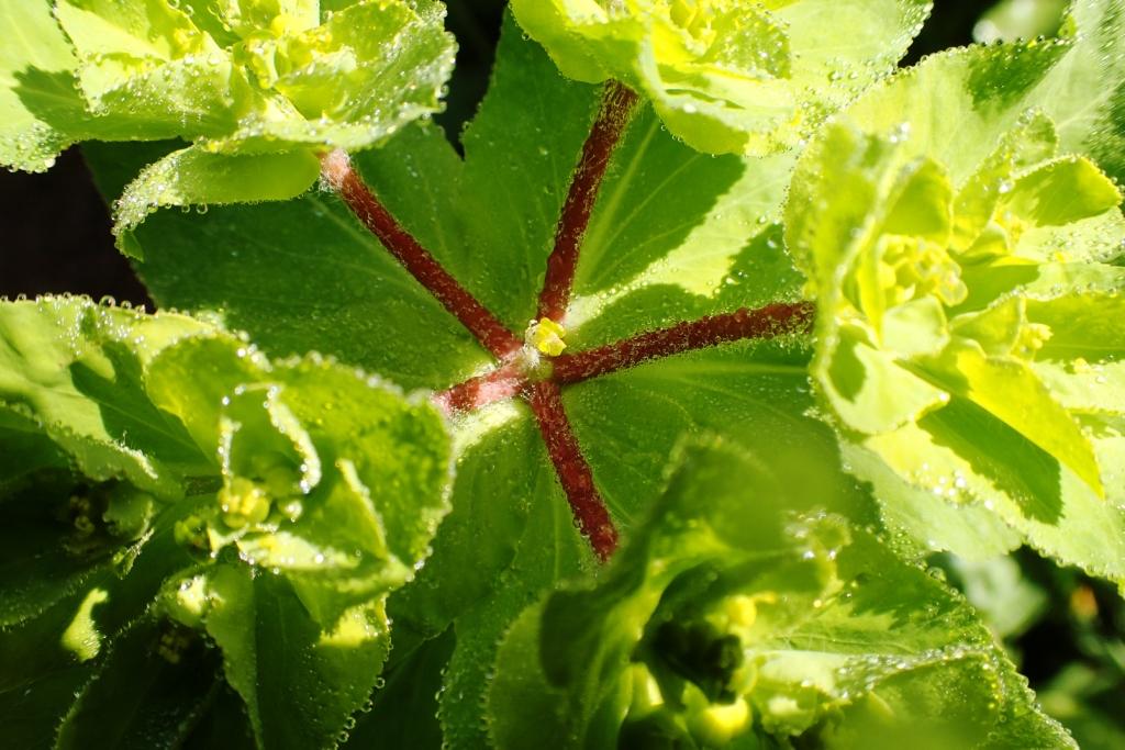 Annexe c 180329 Euphorbia helioscopa O 03.JPG