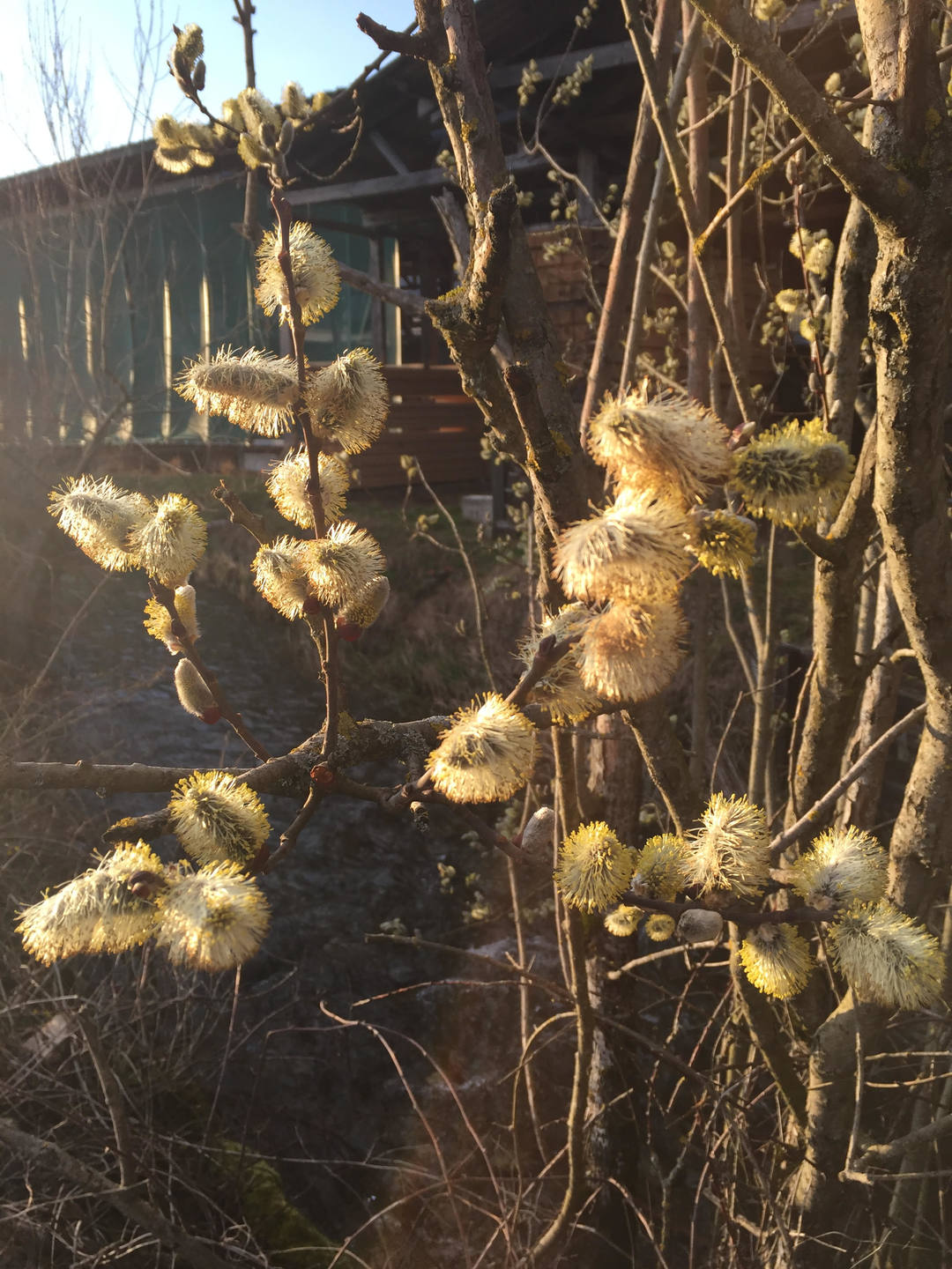 Annexe Salix Alba.jpg