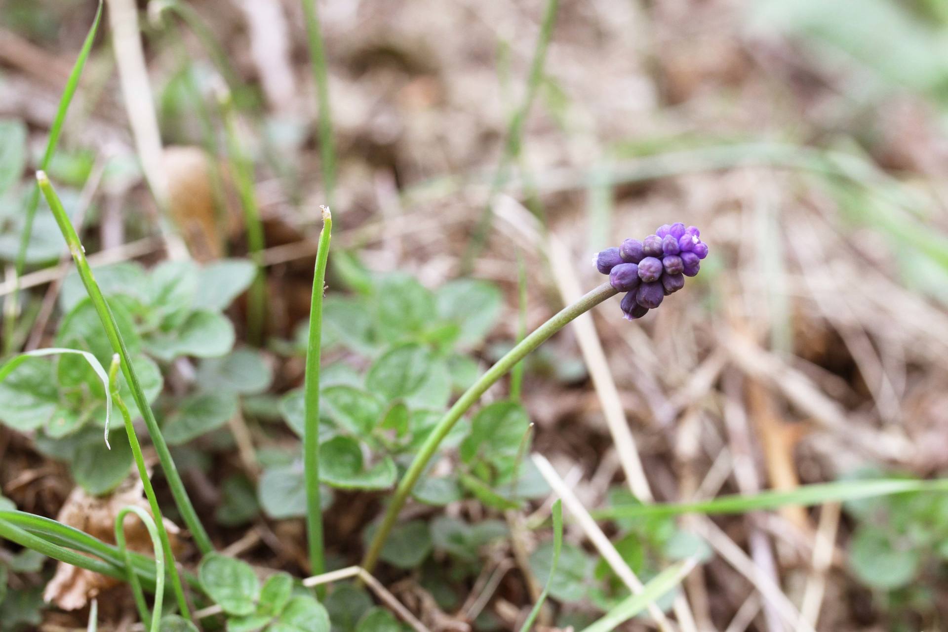 Annexe Jacynthe 2.jpg