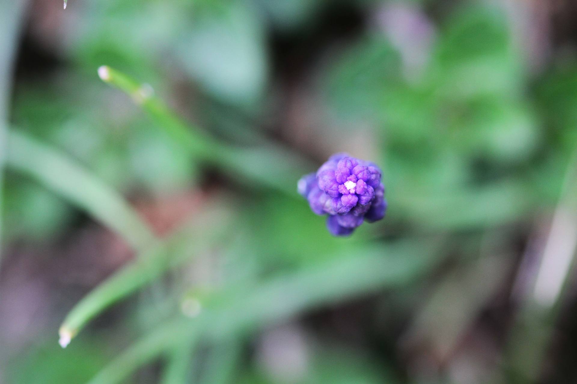 Annexe Jacynthe 3.jpg