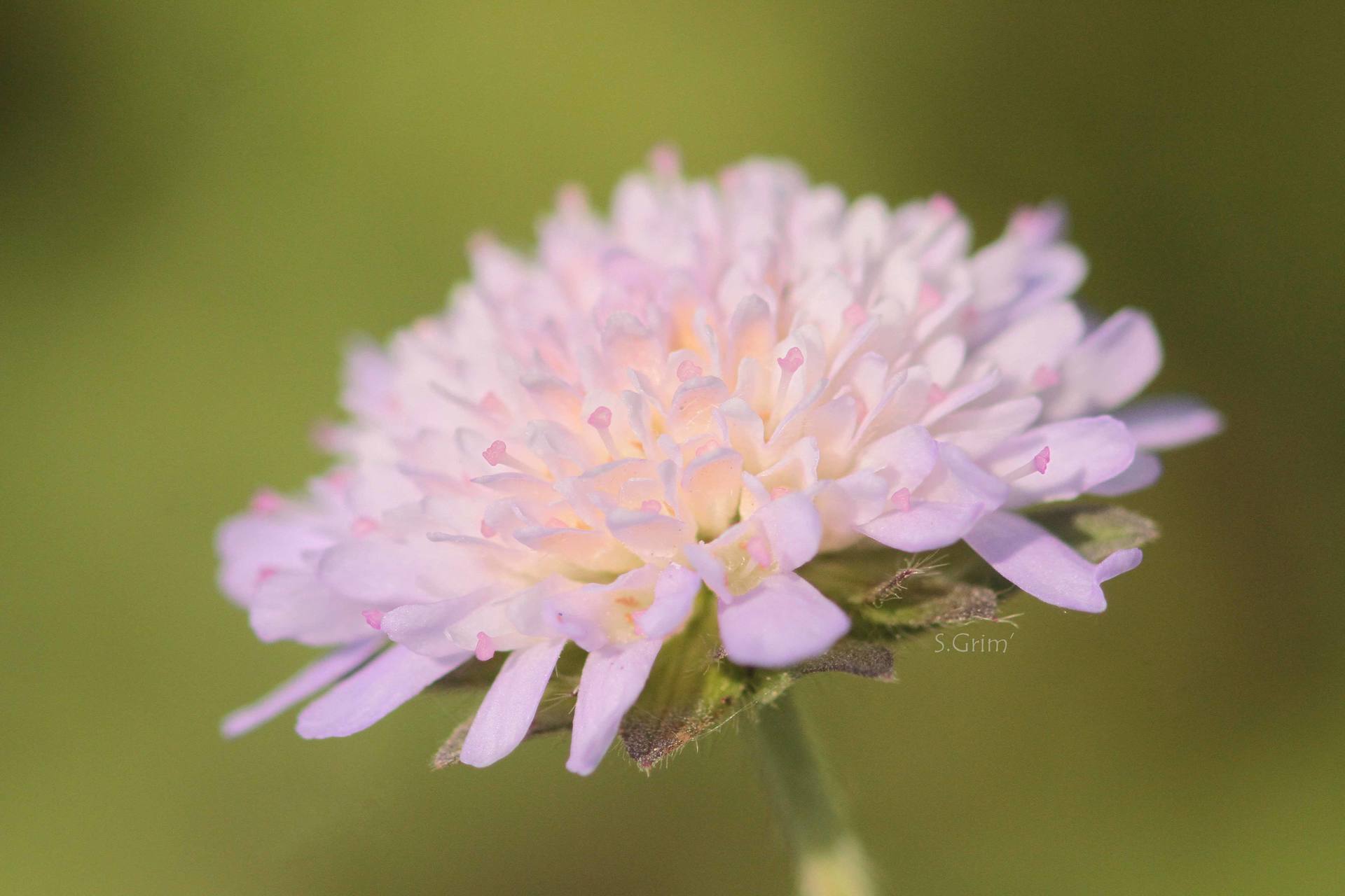 Annexe Flor b net.jpg