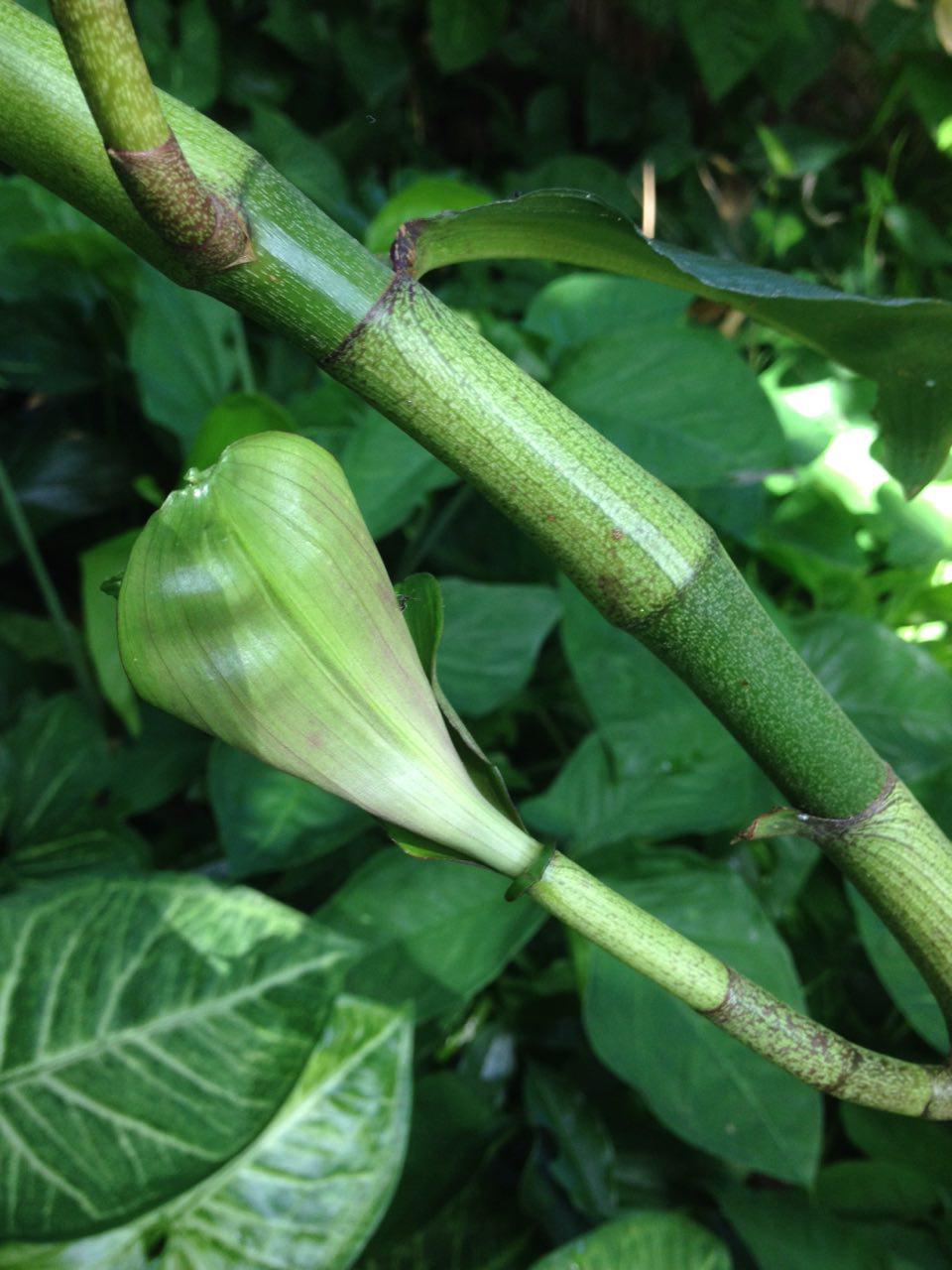 Annexe photo_2018-04-02_13-52-33.jpg