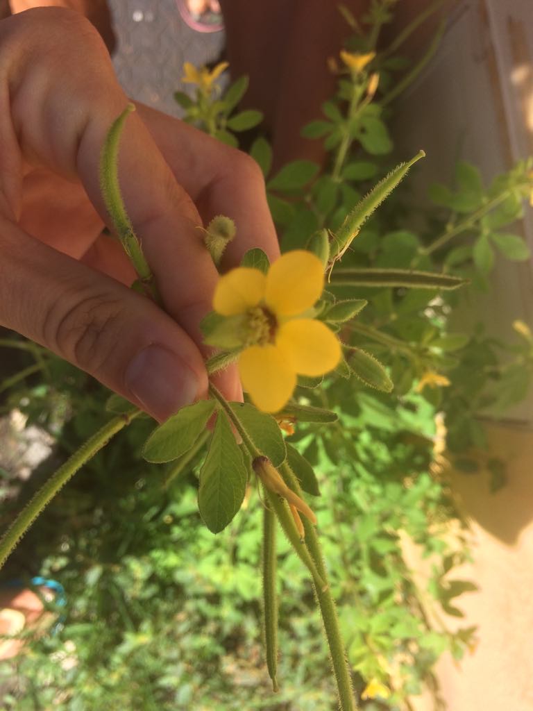 Annexe 29942741_1912890378985958_629308469_o.jpg