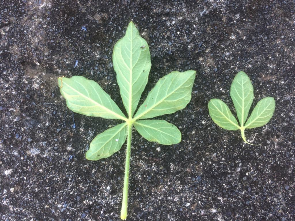 Annexe 29955357_1912890872319242_35915092_o.jpg