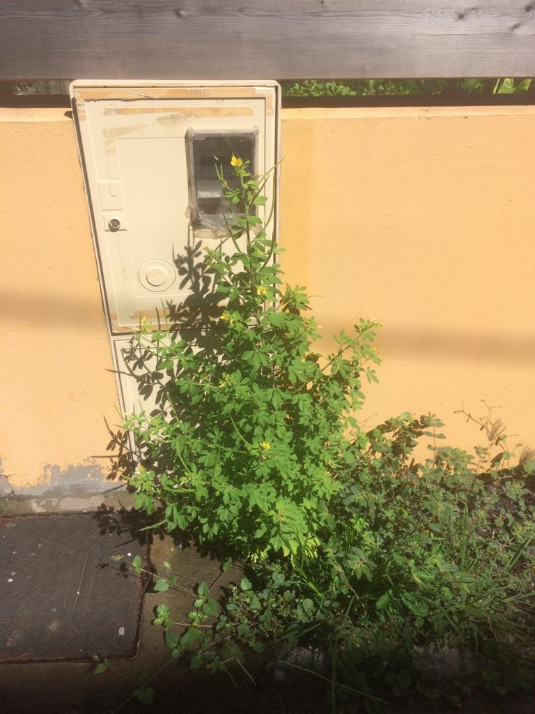 Annexe 29994770_1912890135652649_1739057615_o.jpg