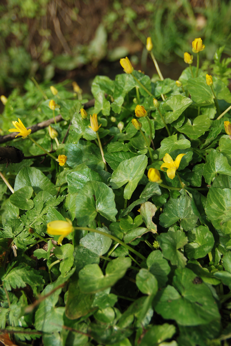 Annexe populage des marais 2018.jpg