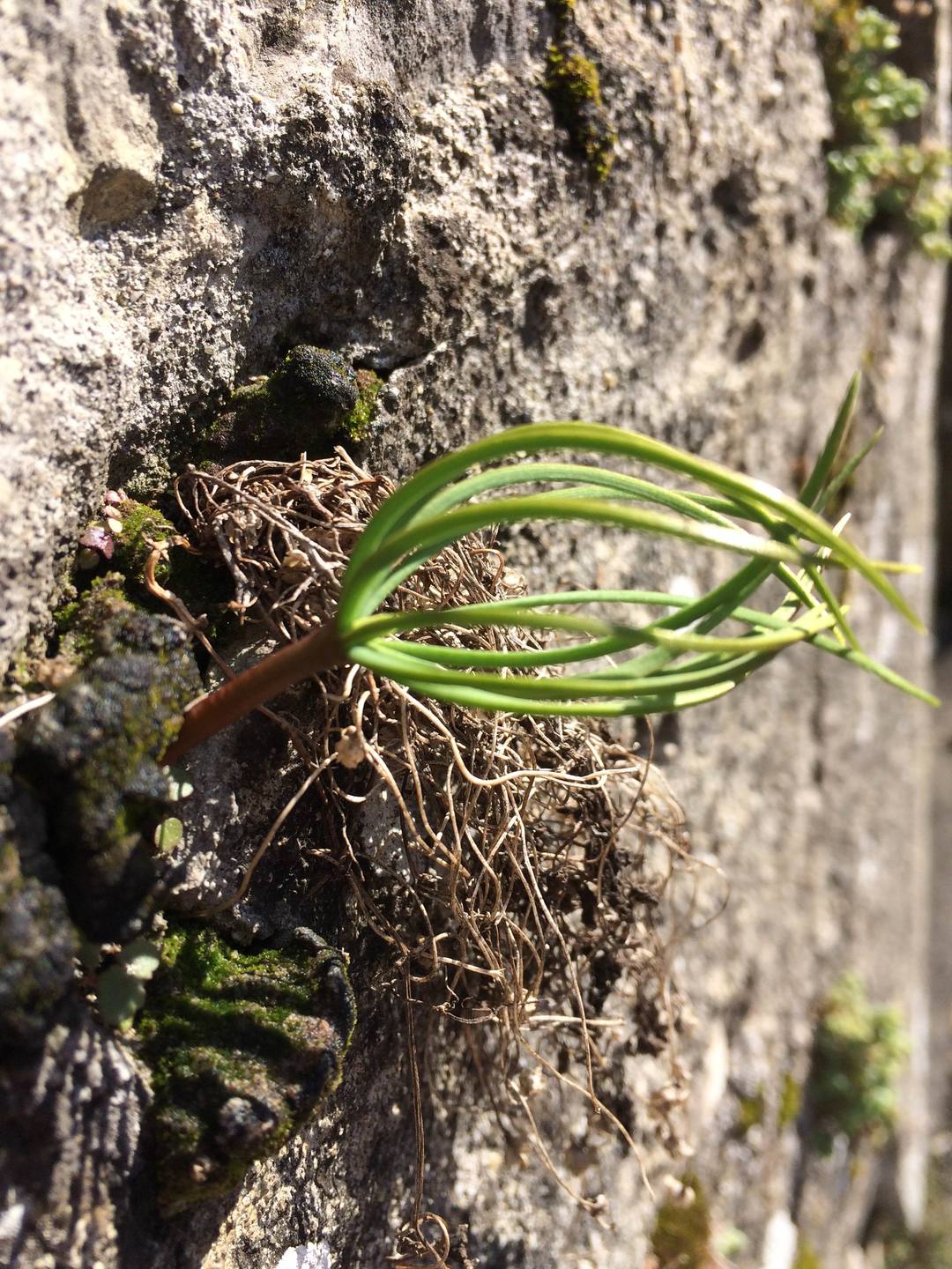 Annexe belle inconnue 1.jpg