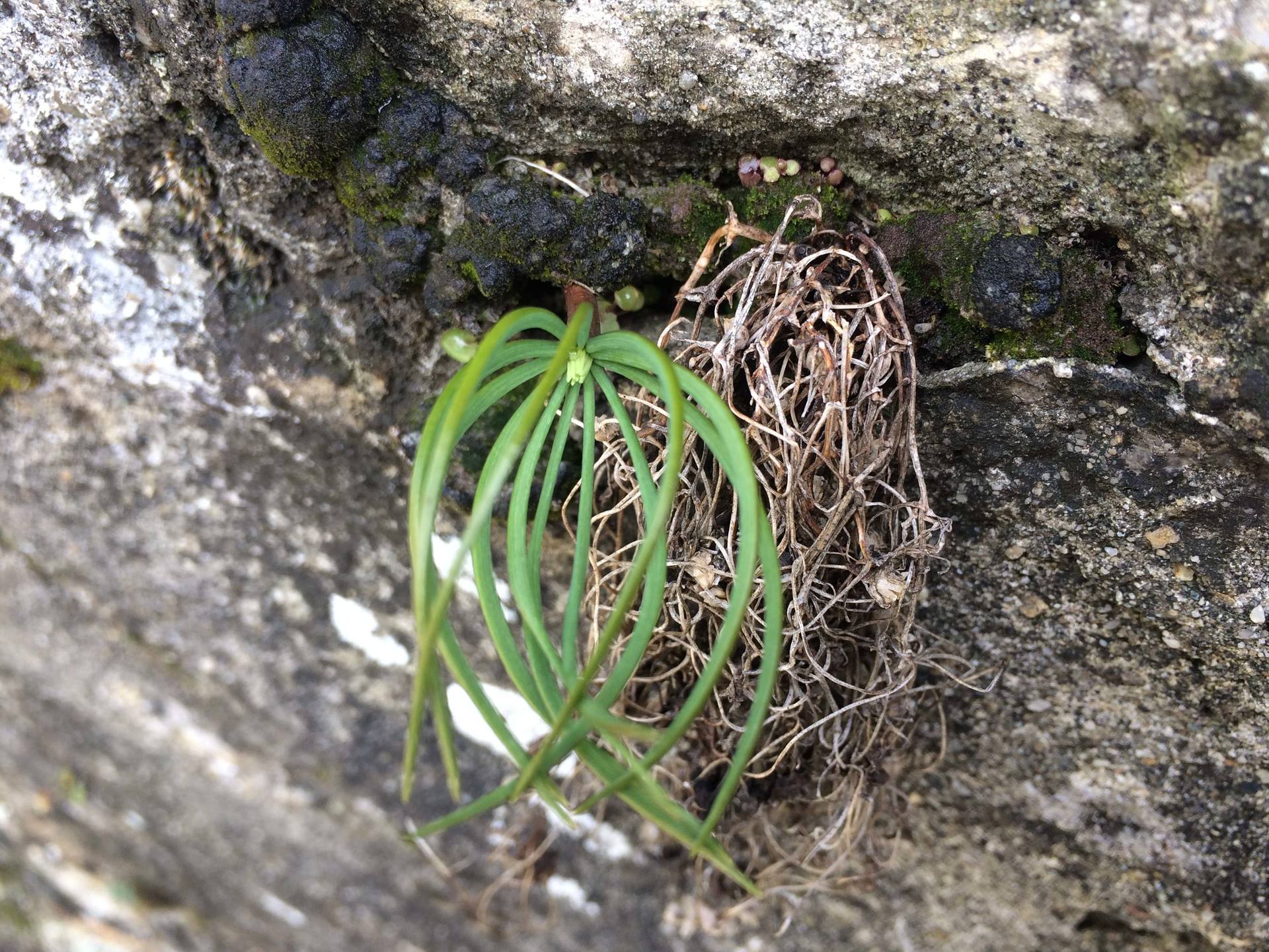 Annexe belle inconnue 2.jpg