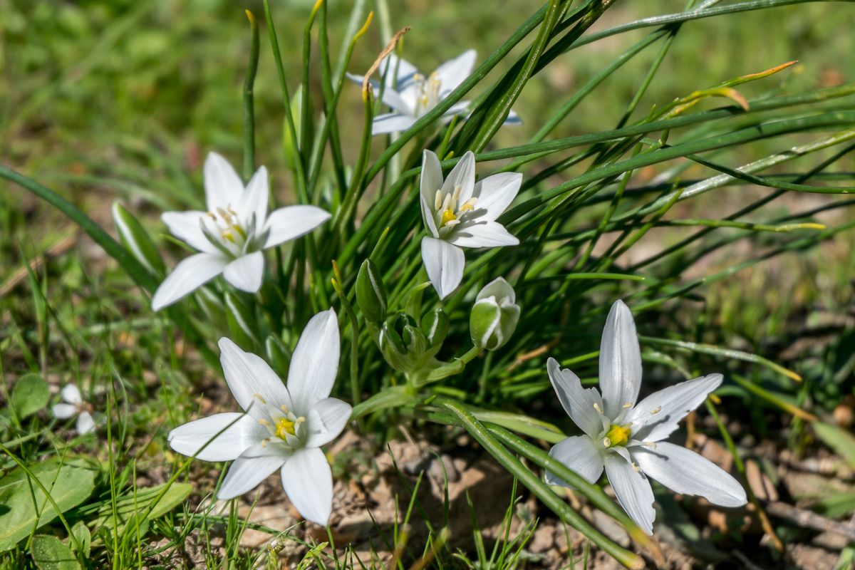 Annexe 18 04 01 020 Dame dOnze Heures Saint-Cyr-sur-Mer.jpg