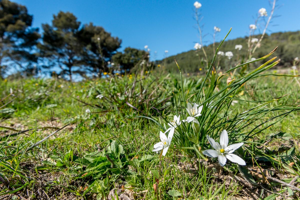 Annexe 18 04 01 021 Dame dOnze Heures Saint-Cyr-sur-Mer.jpg