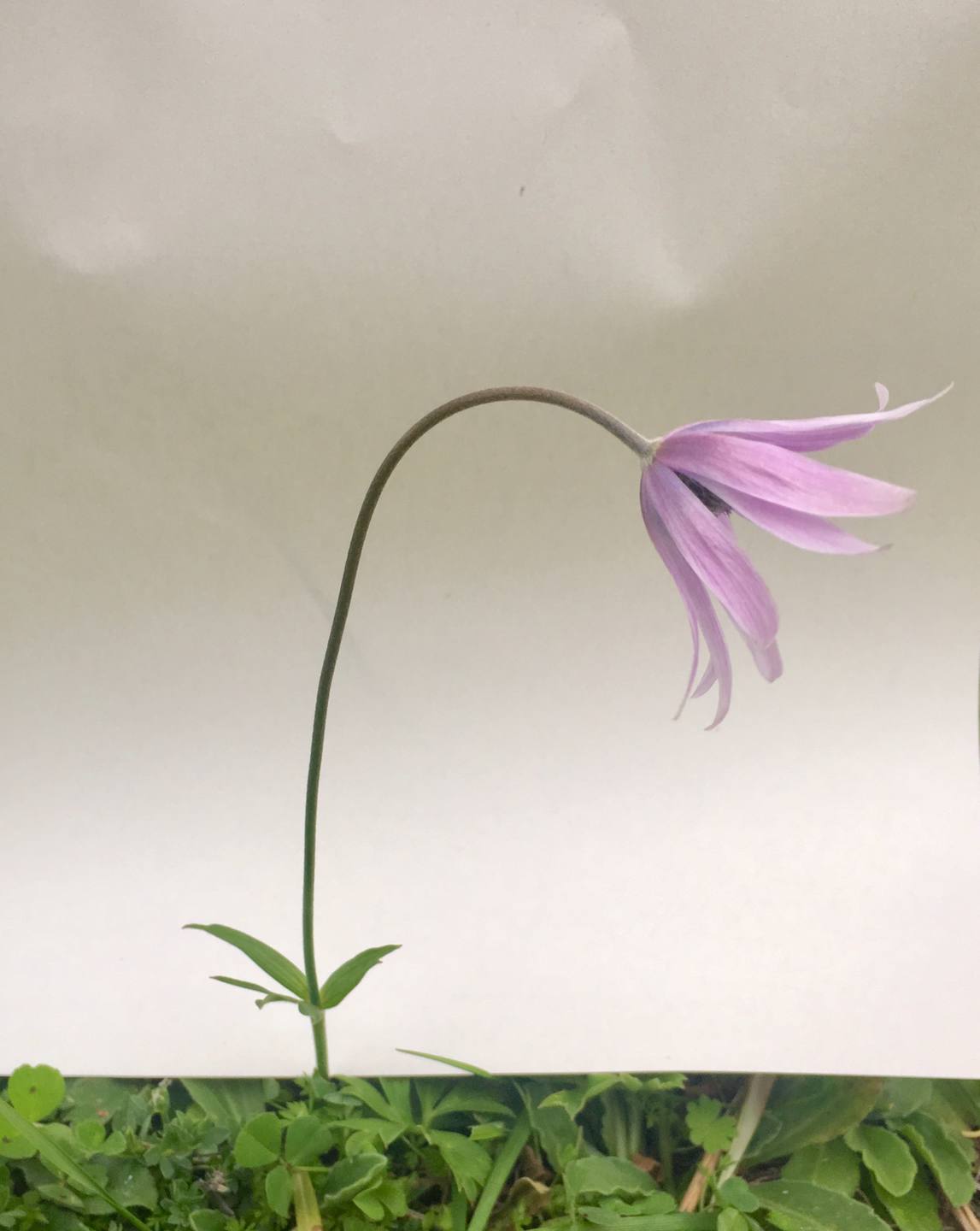 Annexe Fleur fond blanc.jpeg