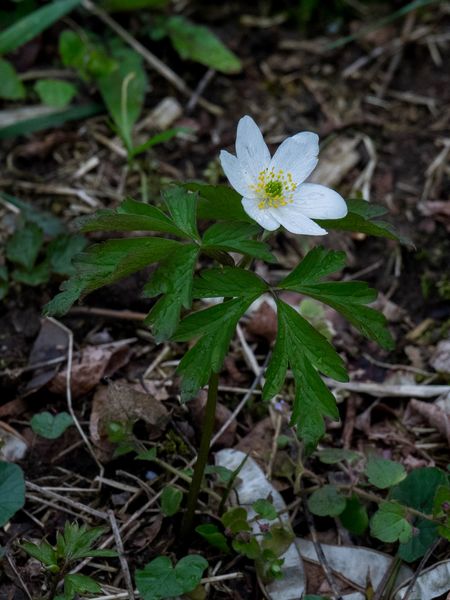 Annexe 30032018-DSC05005 [800x600].jpg