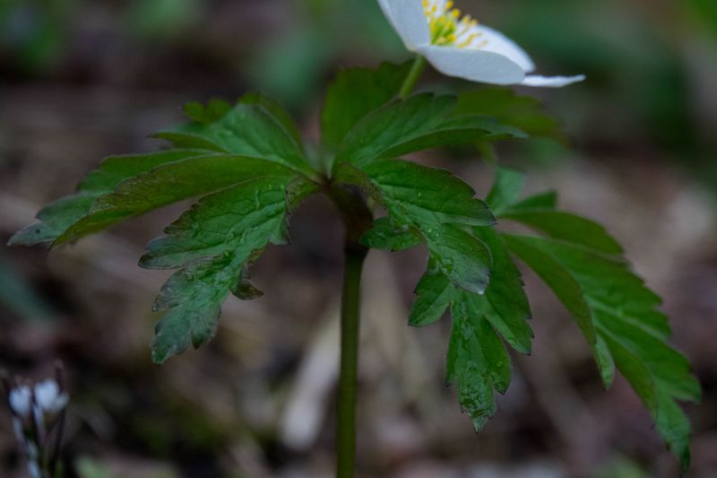 Annexe 30032018-DSC05008 [800x600].jpg