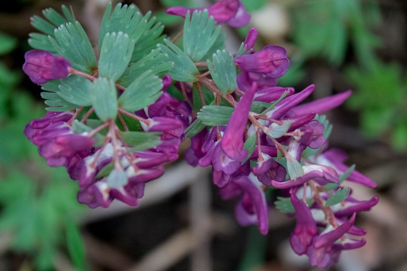 Annexe 30032018-DSC05002 [800x600].jpg