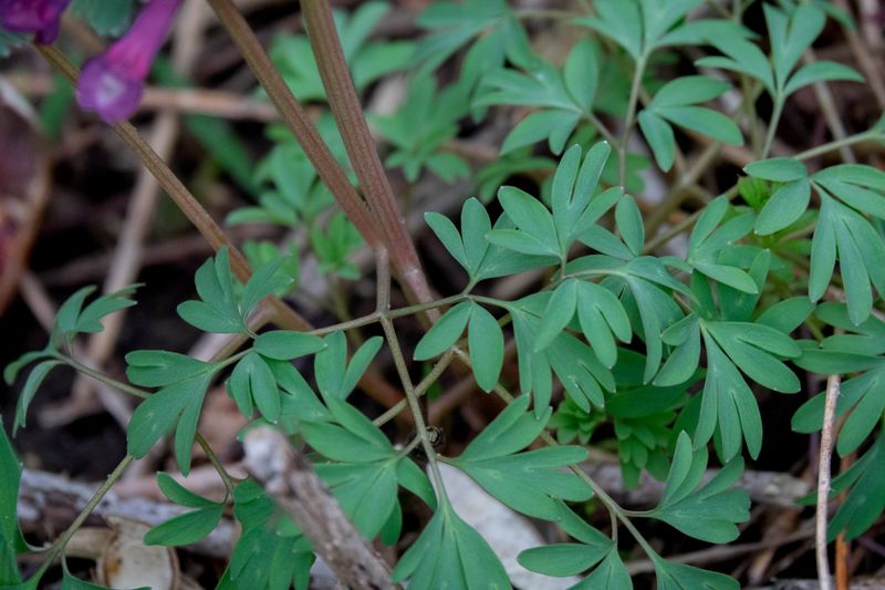 Annexe 30032018-DSC05004 [800x600].jpg