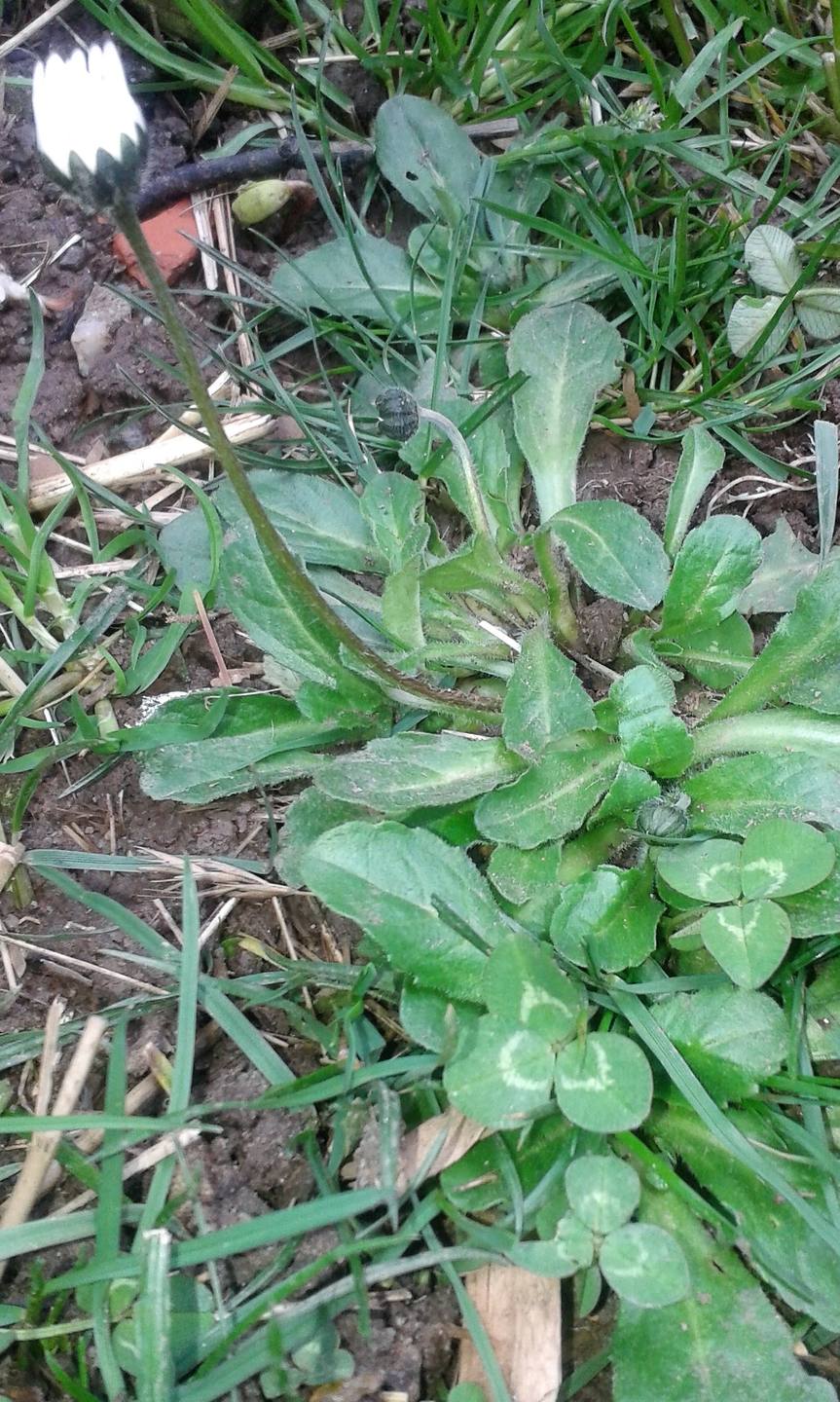 Annexe Le  pied, fleur  fermée