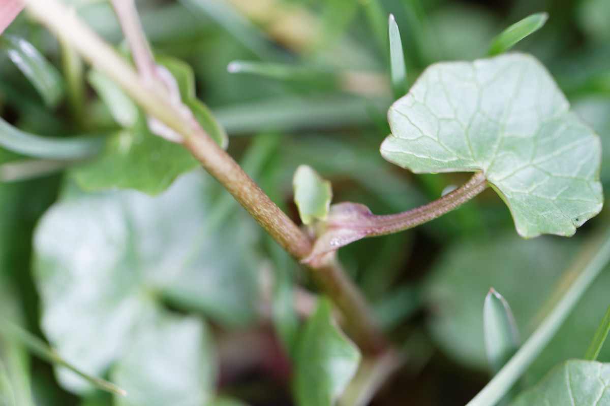 Annexe Petite fleur 2.jpg