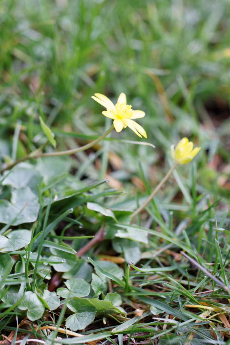 Annexe Petite fleur 3.jpg