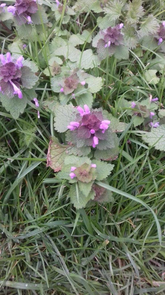 Annexe Fleurs 1 paparazzi.jpg